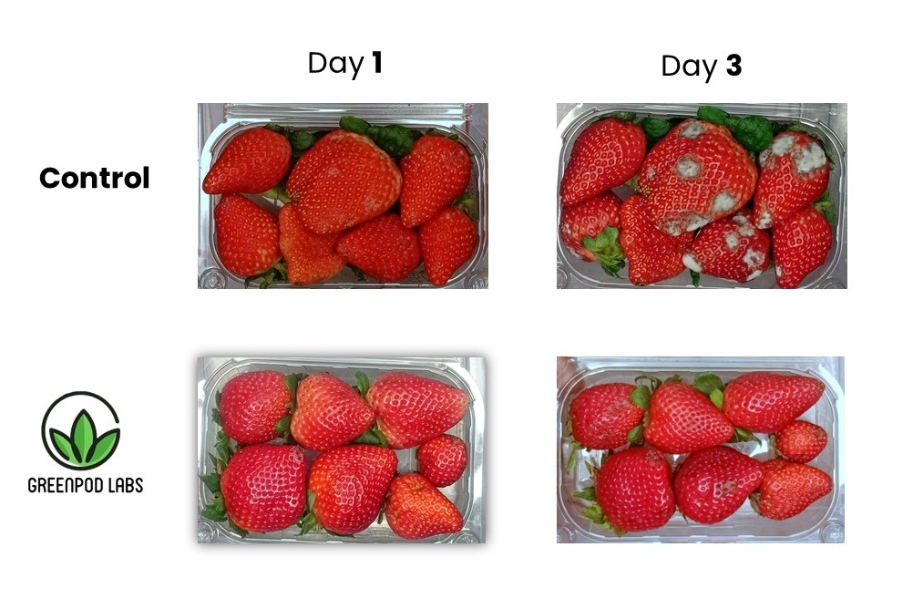 Greenpod lab's biotech-based active packaging sachets - Strawberry